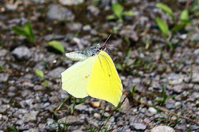 sujibosoyamakichou-006.jpg